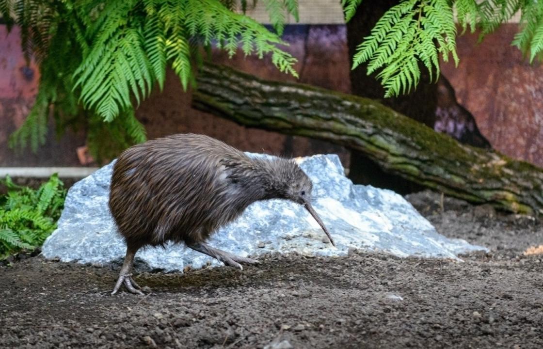 ZOO - živé muzeum? / 12.01.2025, 02:50